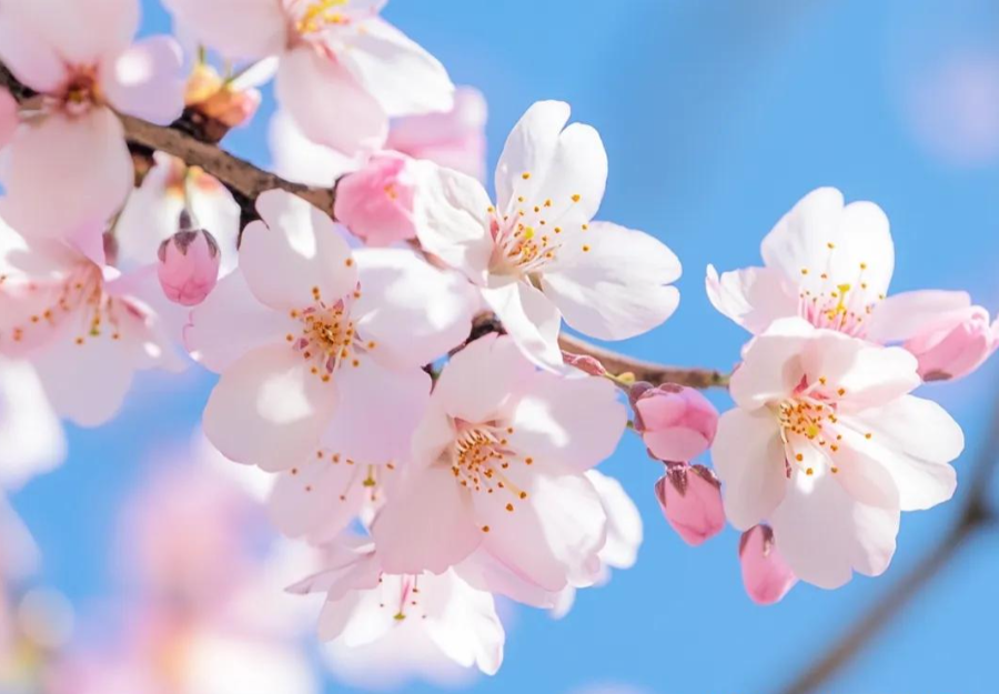 三月三上巳节 | 文化传承与B体育BSport数码印刷的创新融合